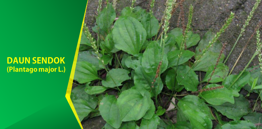 Khasiat Daun Sendok Sebagai Hepatoprotektor Khasiat Daun Sendok Sebagai Hepatoprotektor